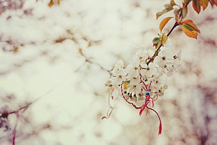 selective focus photography of white petaled flowers HD wallpaper